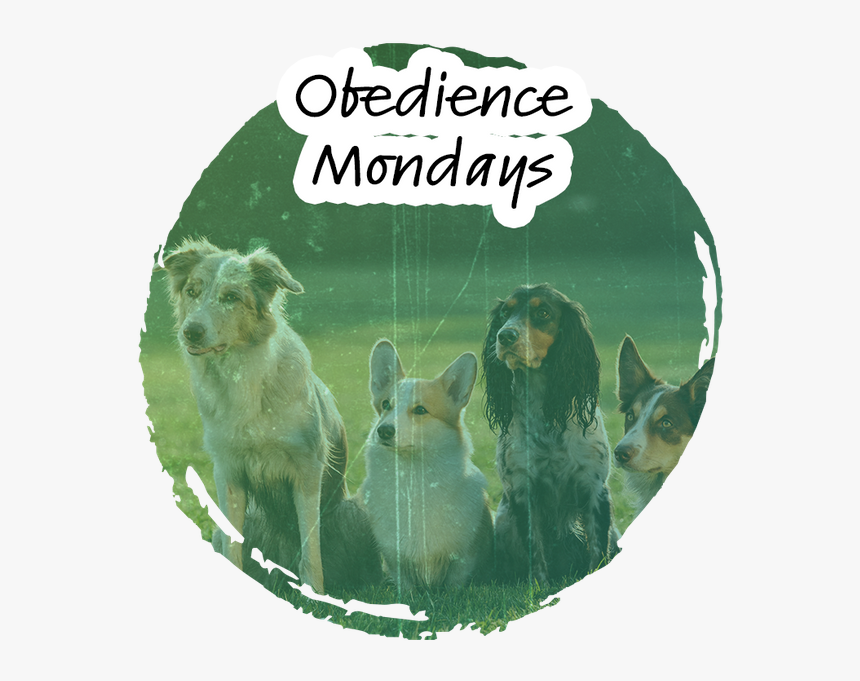 Obedience - Dogs Training, HD Png Download