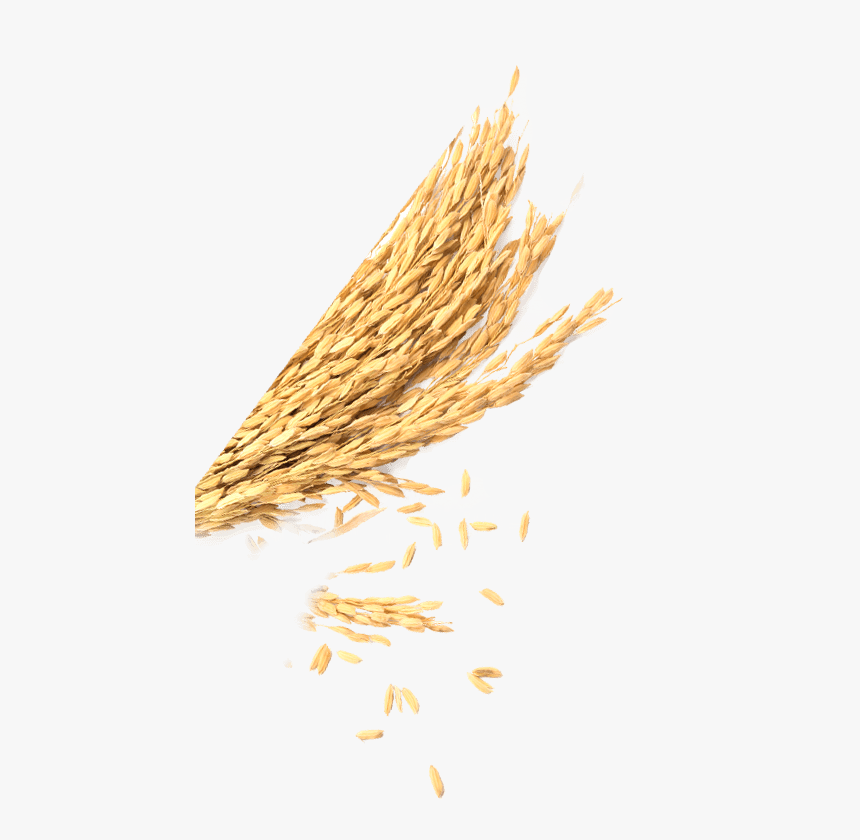 Wheat, HD Png Download