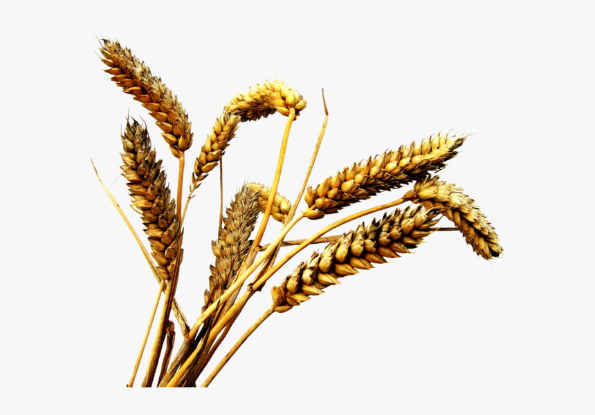 Grain, HD Png Download