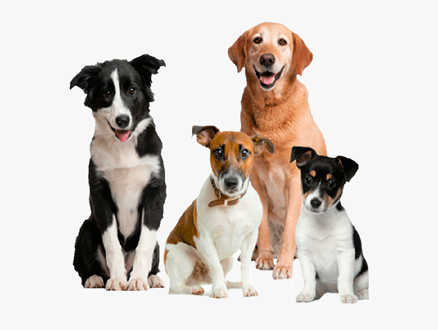 Perro En Adopción - Cute Dogs Png, Transparent Png