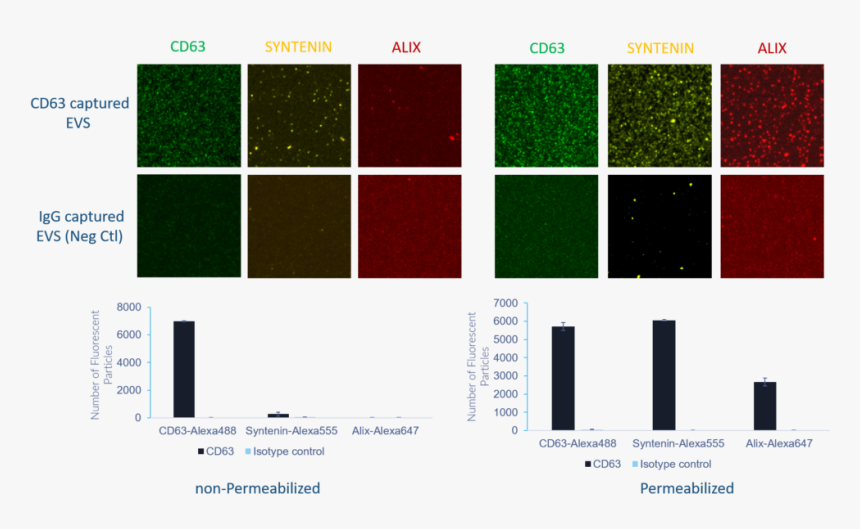 Retangle Png, Transparent Png