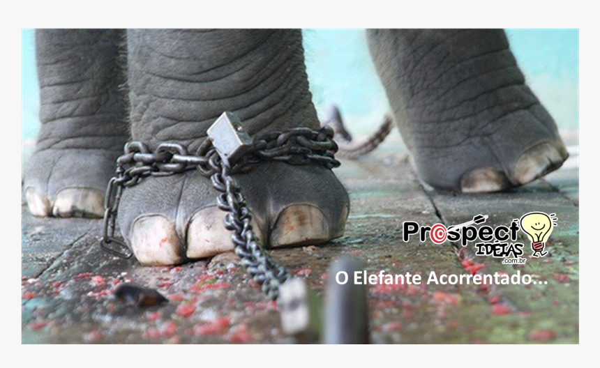 Elephant With Chain Story, HD Png Download