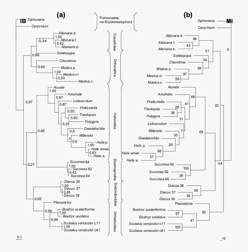 Diagram, HD Png Download