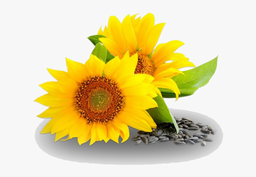 Sunflower And Oil Png, Transparent Png
