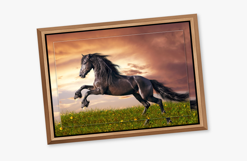 Black Stallion In A Meadow At Sunset Printed On Metal - Pferde Bilder Friesen, HD Png Download