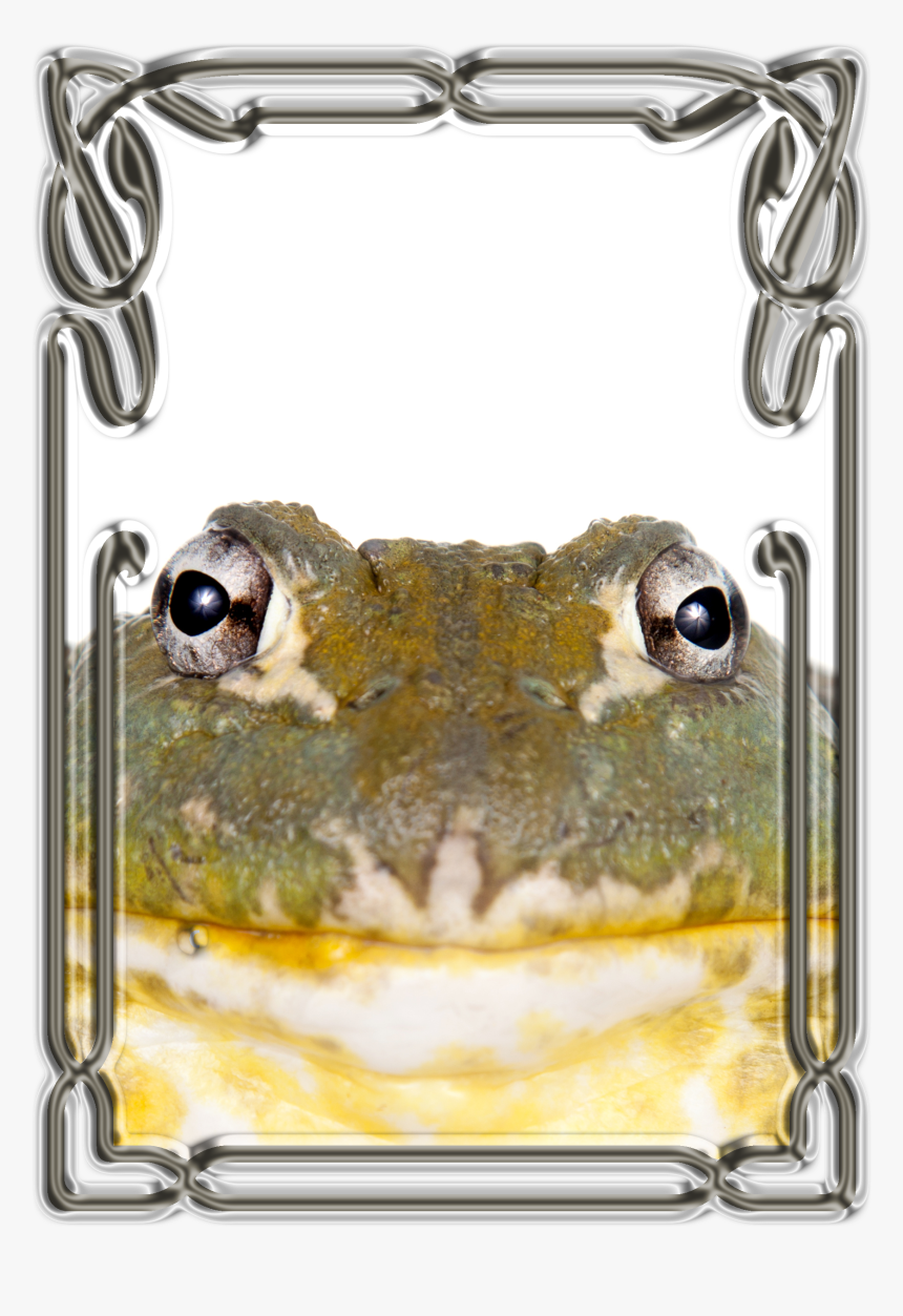 African Bullfrog , Png Download - Bufo, Transparent Png