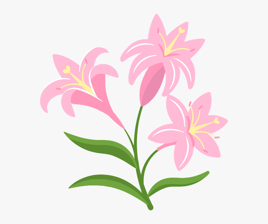 Lily, HD Png Download