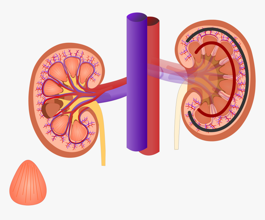 Renal Internal Anatomy - Kidney Png, Transparent Png