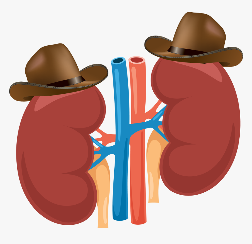 9 Great Herbs For Kidney Cleansing, HD Png Download