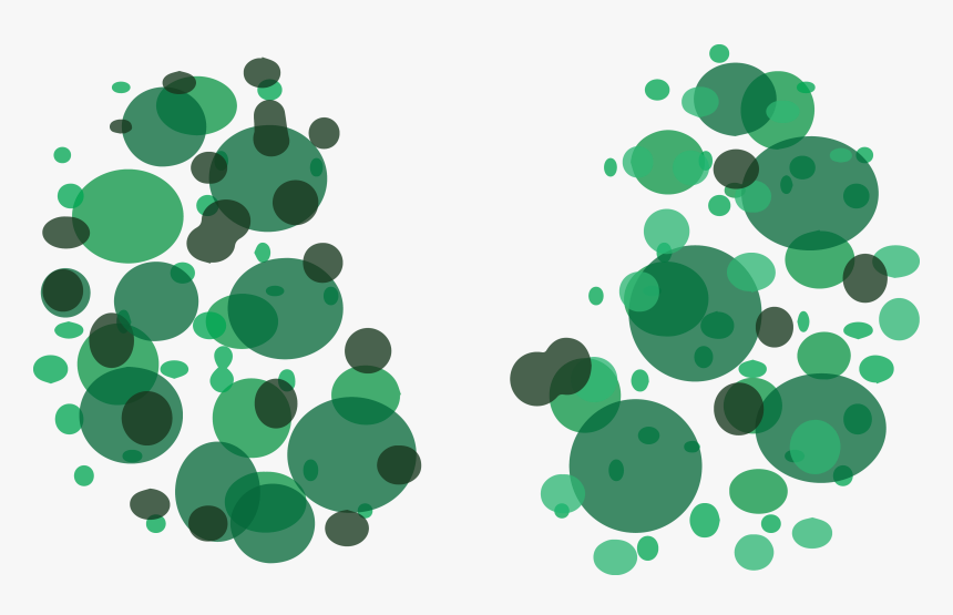 Kidneys , Png Download - Circle, Transparent Png