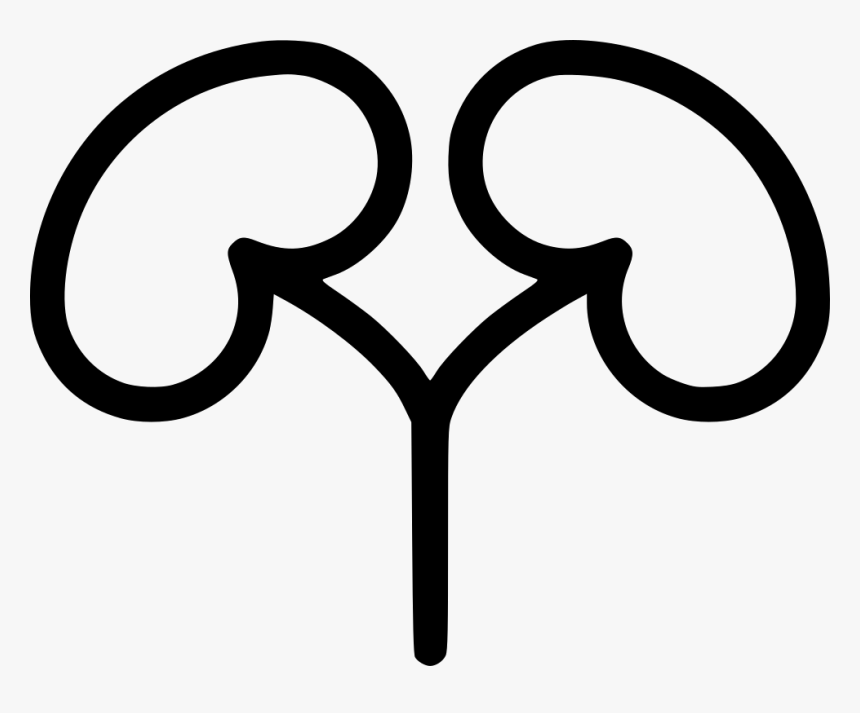 Kidneys, HD Png Download