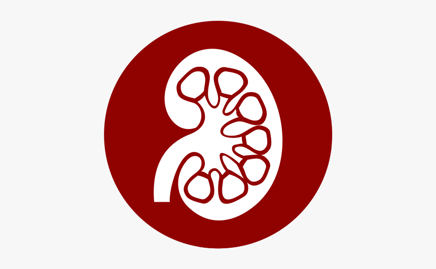 Nephrologists Fort Worth Texas - Riñon Icon, HD Png Download