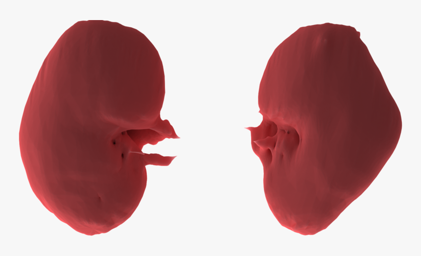 Illustration, HD Png Download