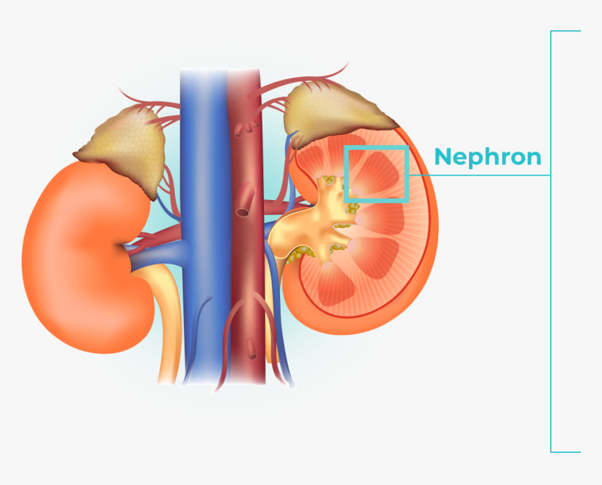 4 Images Are Shown, The First Image Shows The Anatomy - Both Kidneys, HD Png Download