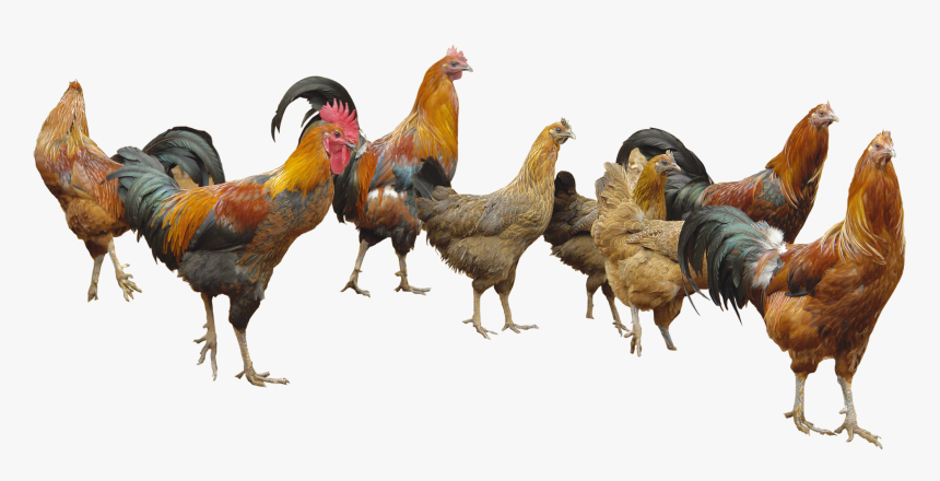 Poultry Png, Transparent Png