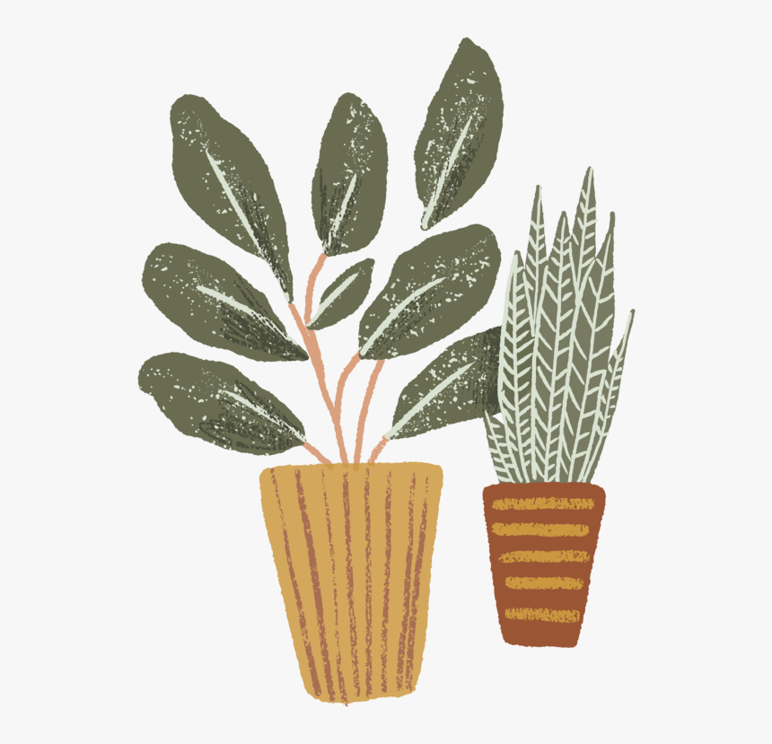 Bold Americana-05 - Houseplant, HD Png Download