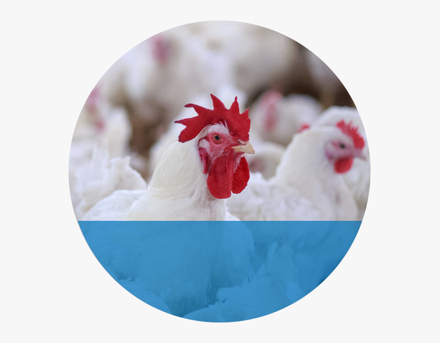 Demo - Morocco Accepts Us Poultry Products For The 1st Time, HD Png Download