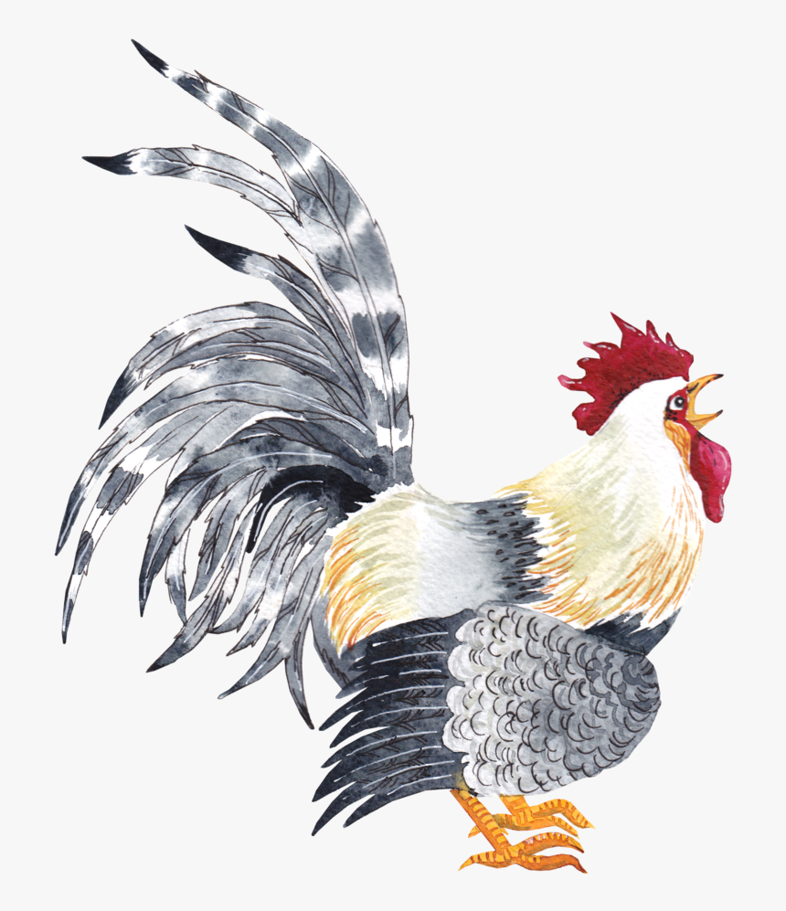 Rosterpng-02 - Rooster, Transparent Png