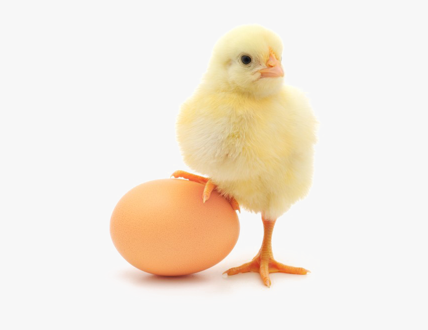 Egg Png Transparent Image - Hen Kids Png, Png Download