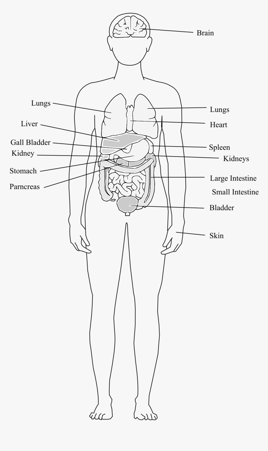 Clipart - Sketch, HD Png Download