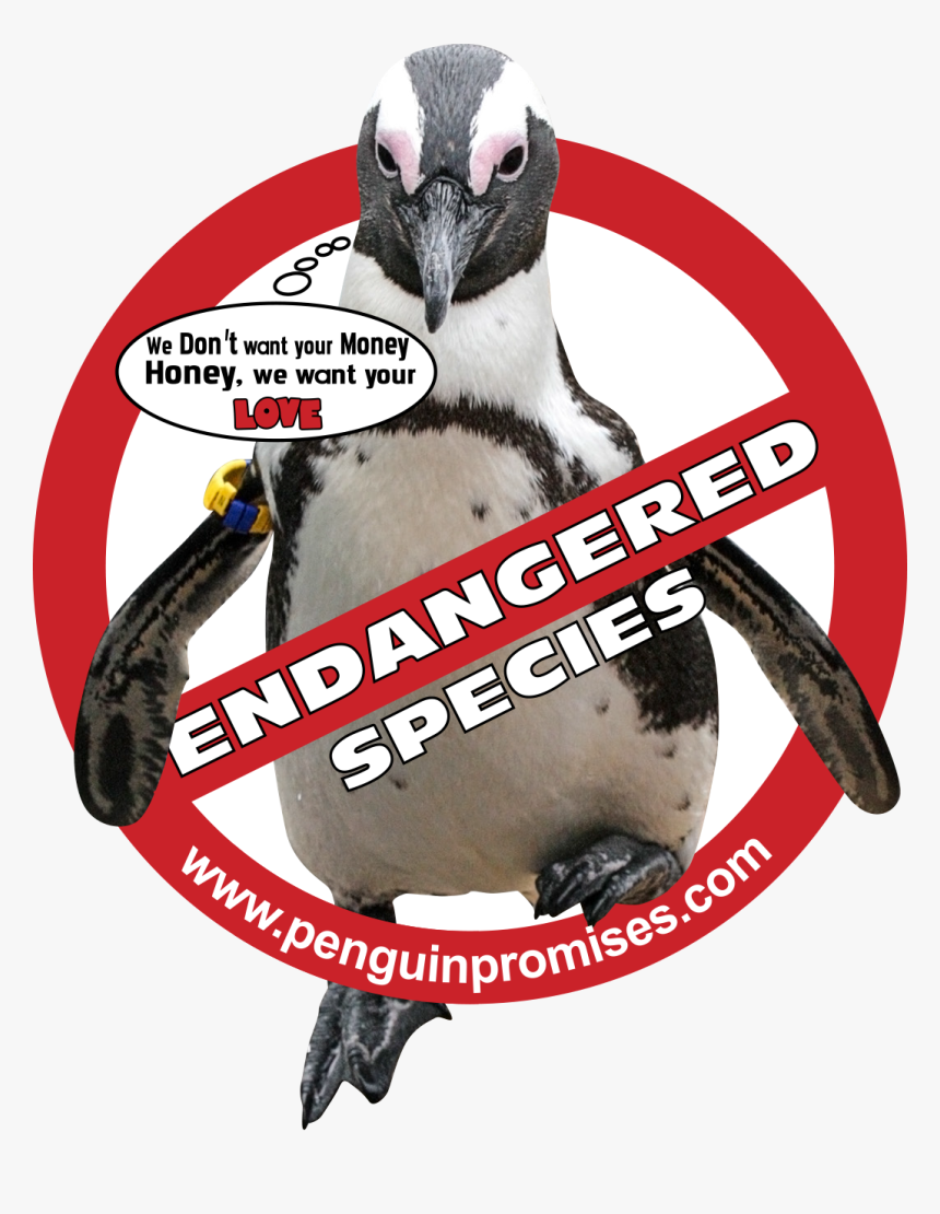 Joey Dunlop Foundation, HD Png Download