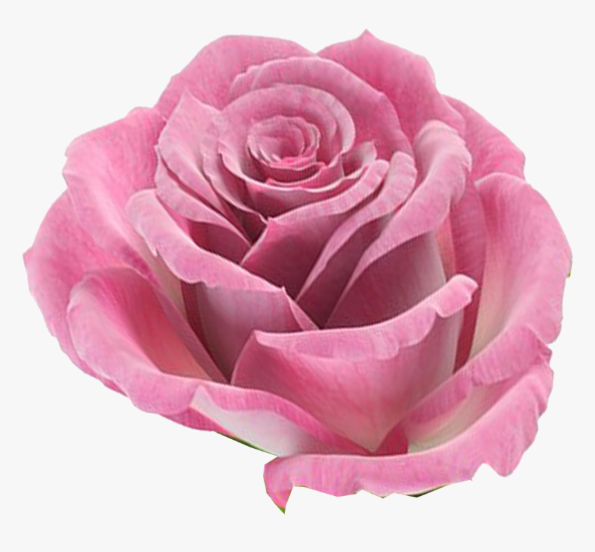 0 Kbytes - Imagenes De Rosas En Formato Png, Transparent Png