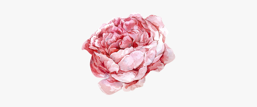 #flores #png #rosas #freetoedit - Common Peony, Transparent Png