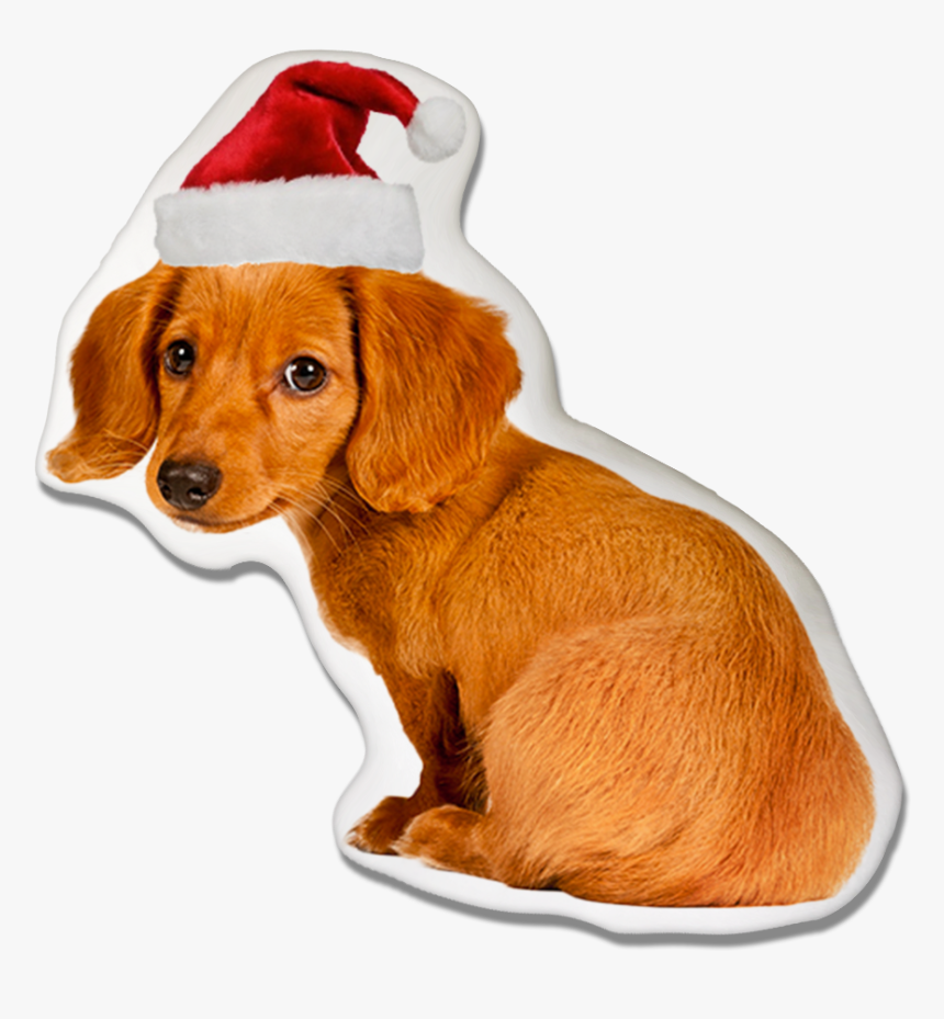 Dachshund Dog Christmas Pillow - Worried Dog, HD Png Download