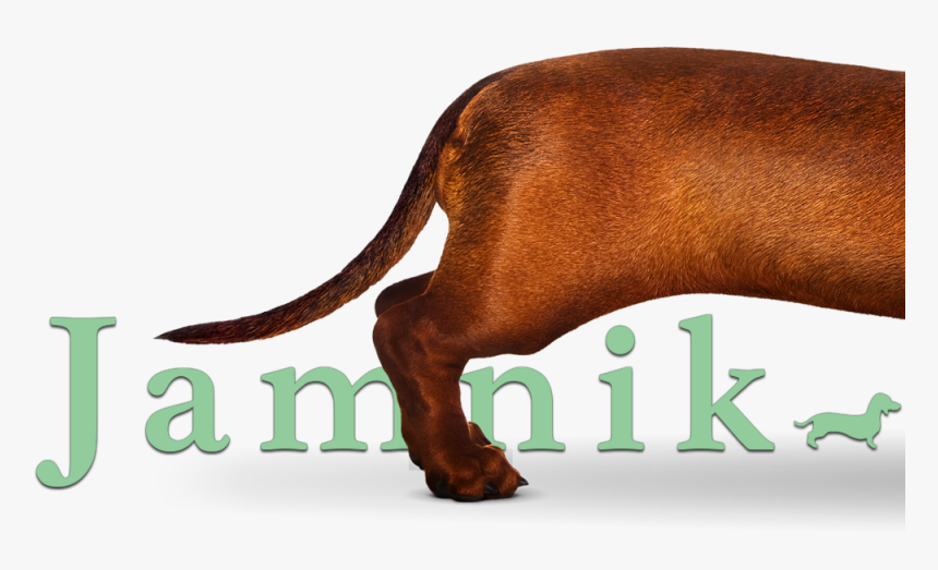 Water Buffalo, HD Png Download