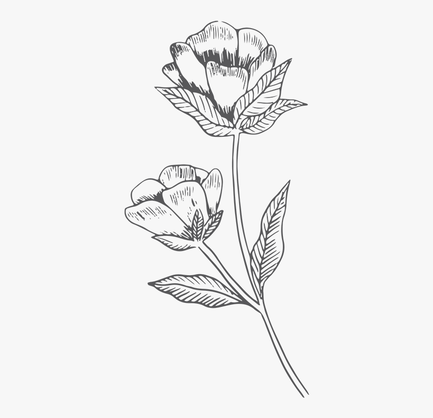 Pasqueflower, HD Png Download
