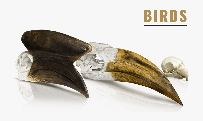 Bowie Knife, HD Png Download