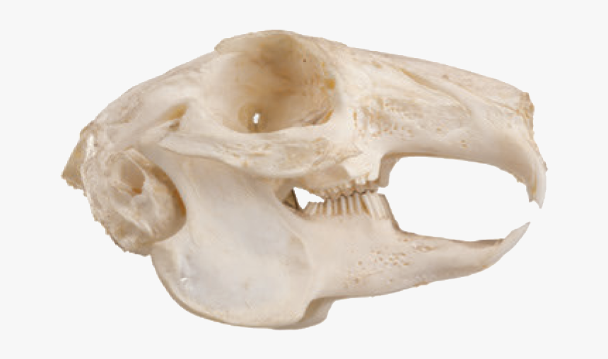Squirrel Teeth Skull, HD Png Download