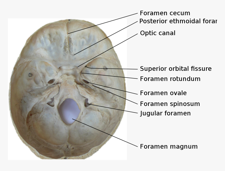 Skull Foramina Labeled - Foramen In Base Of Skull, HD Png Download