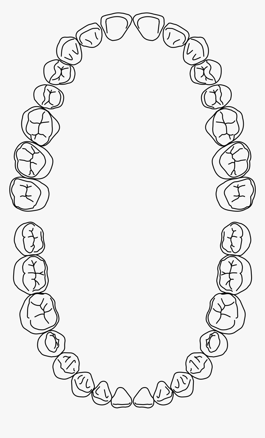 Dental Arch, HD Png Download