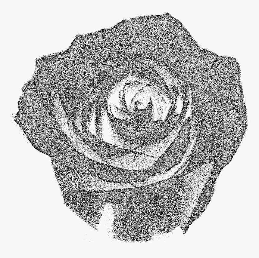 Rose Tone, HD Png Download