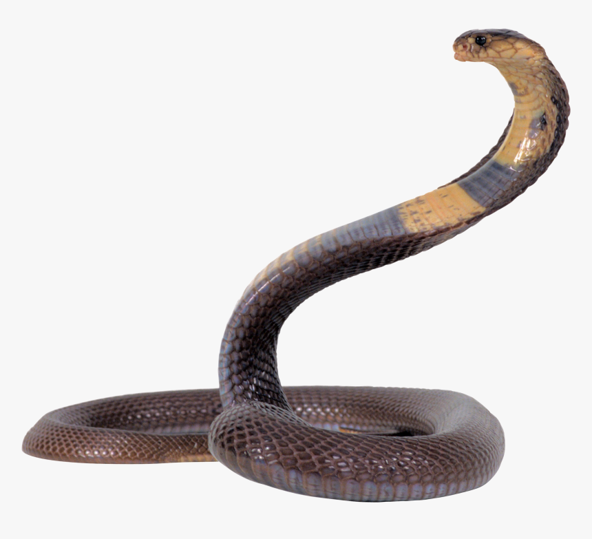 Cobra Png - Snake Png, Transparent Png