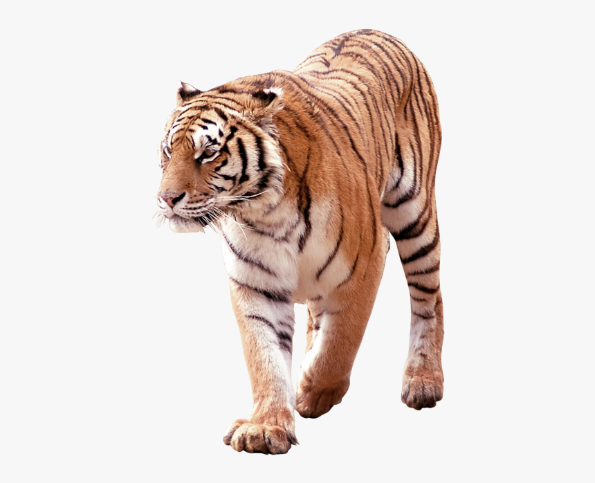 Tiger Png Free Download Searchpng - South China Tiger Png, Transparent Png