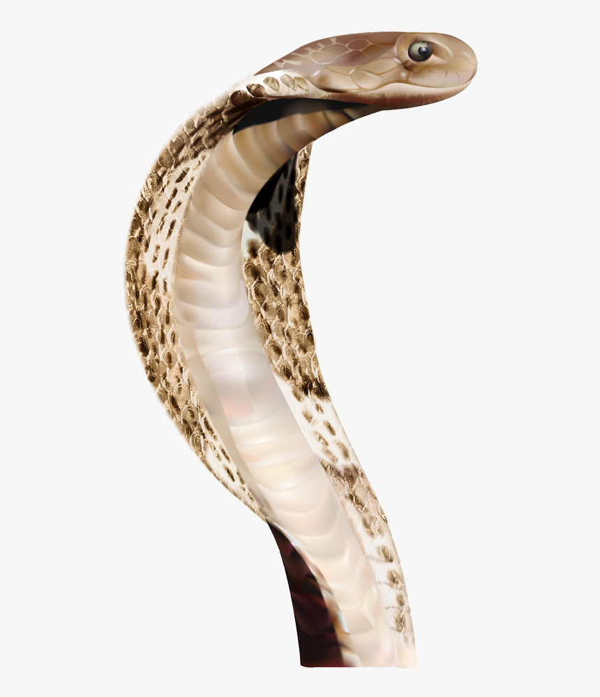 Cobra Png - Snake Head Png, Transparent Png