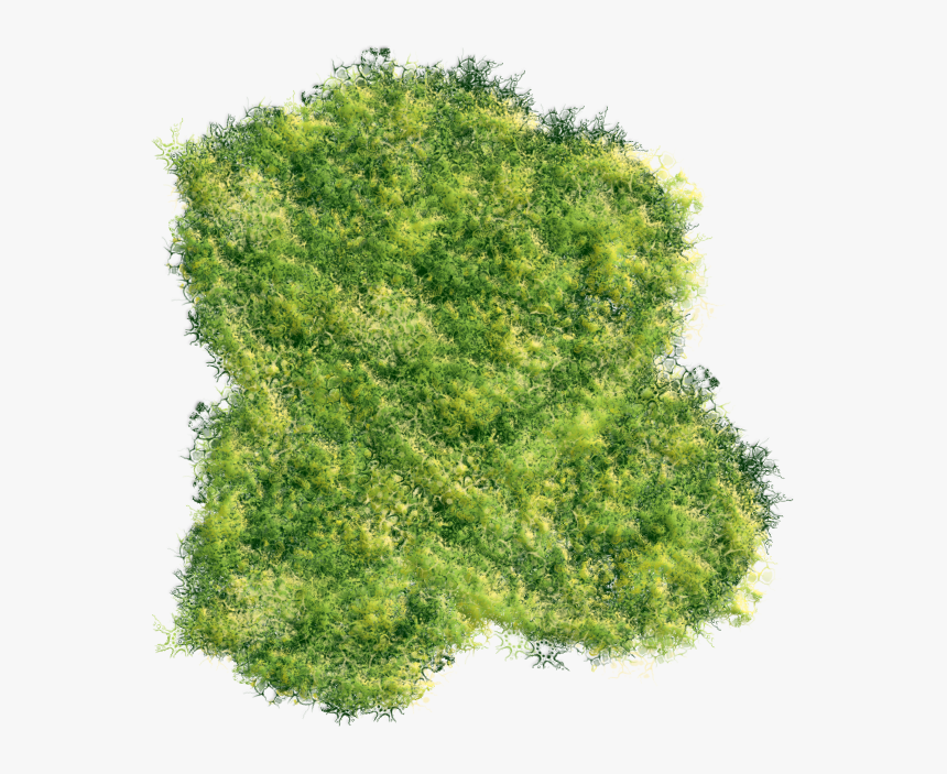 Greenery Art - Thuya, HD Png Download