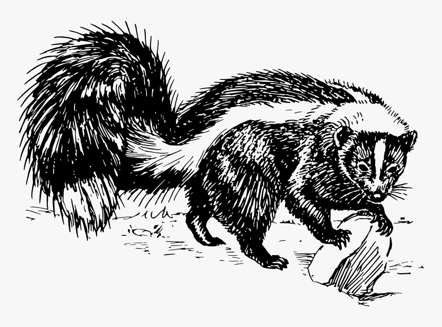 Skunk Black And White, HD Png Download