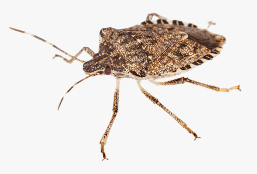 Transparent Bugs Stink Bug - Stink Bug Transparent Background, HD Png Download