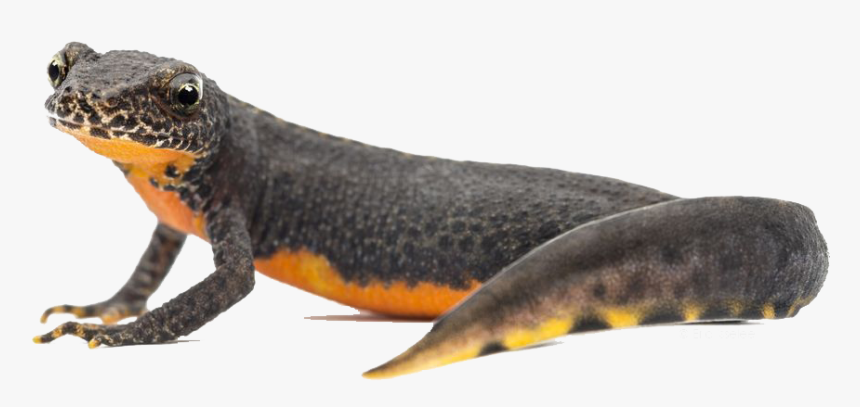 Amphibian Png, Transparent Png