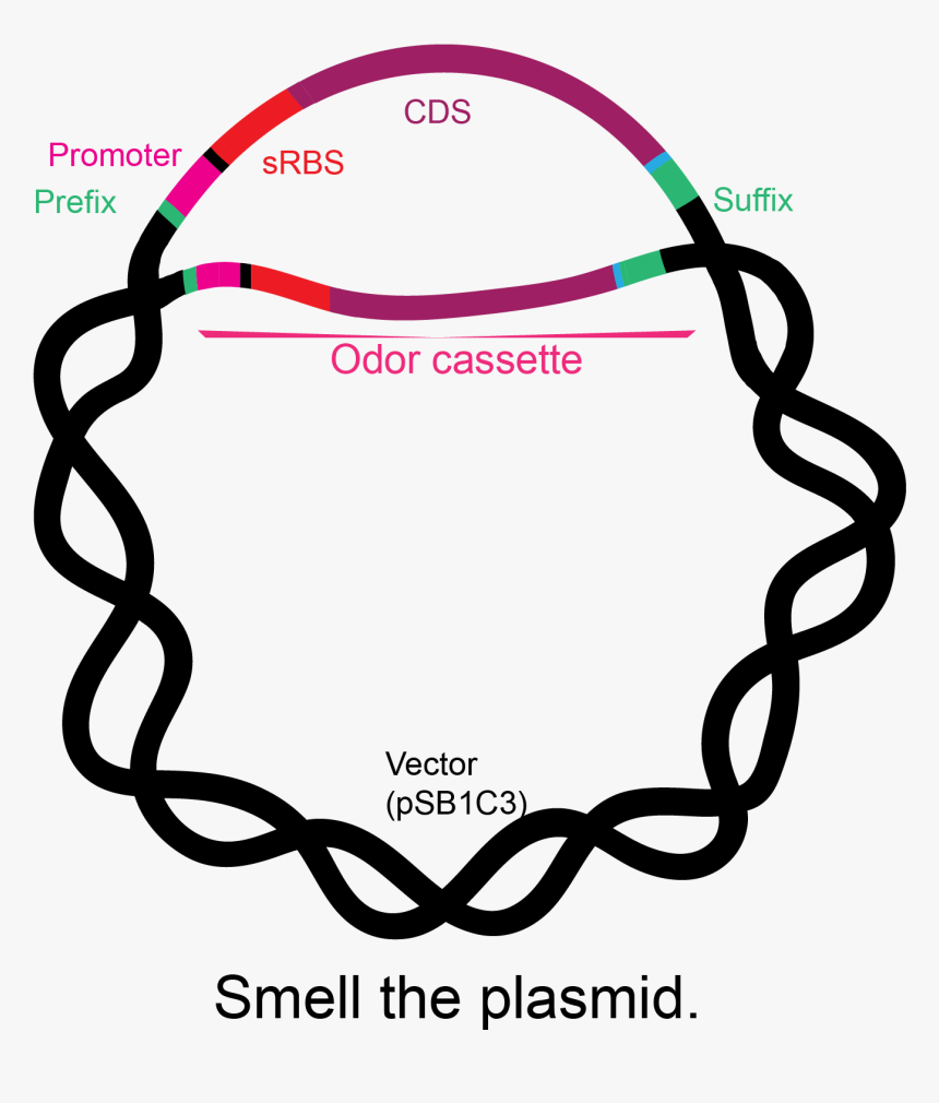 Circle, HD Png Download