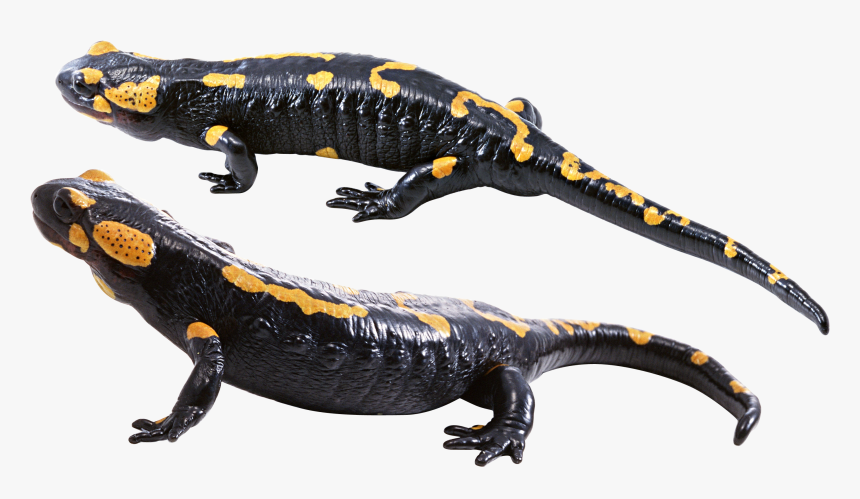 Salamander Png Free Download - Transparent Salamander Png, Png Download