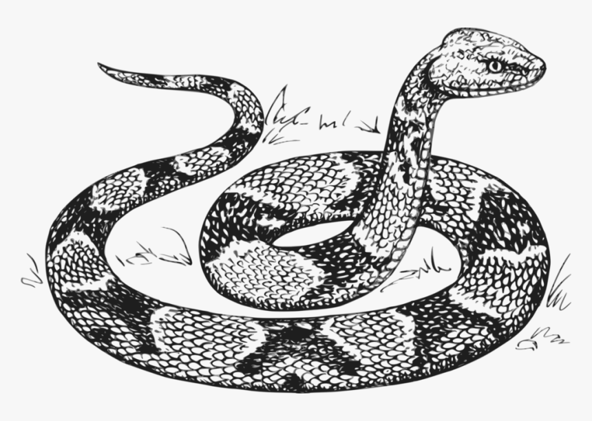 Snake Drawing, HD Png Download