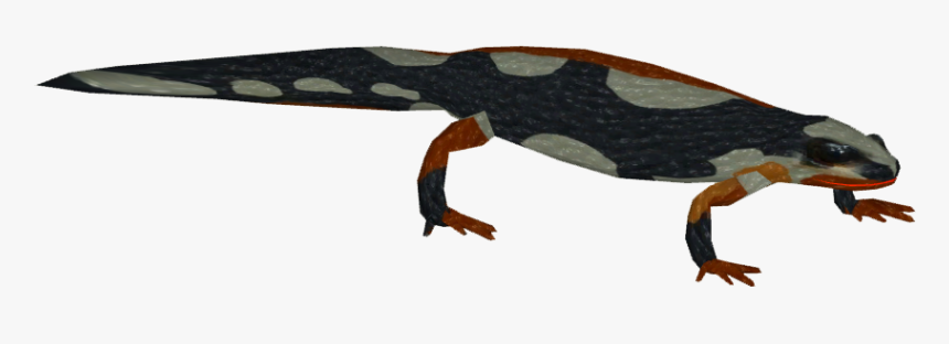 Zoo Tycoon 2 Newt, HD Png Download