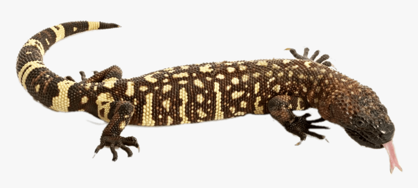 Mexican Beaded Lizard, HD Png Download