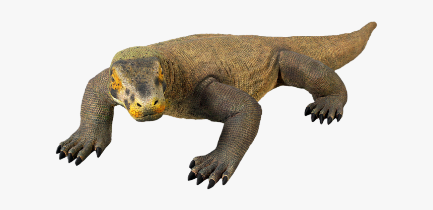 Komodo Dragon Png Picture - Komodo Dragon Transparent, Png Download