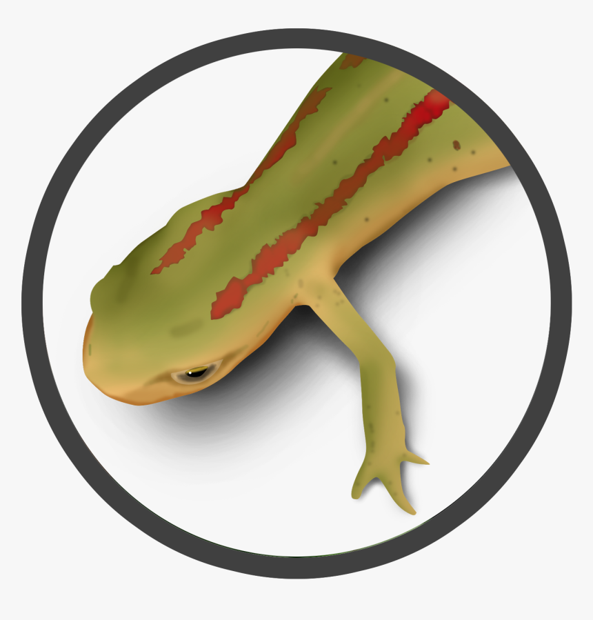 Striped Newt - Eastern Newt, HD Png Download