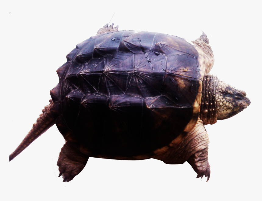 Transparent Turtle Clipart Png - Tortoise, Png Download
